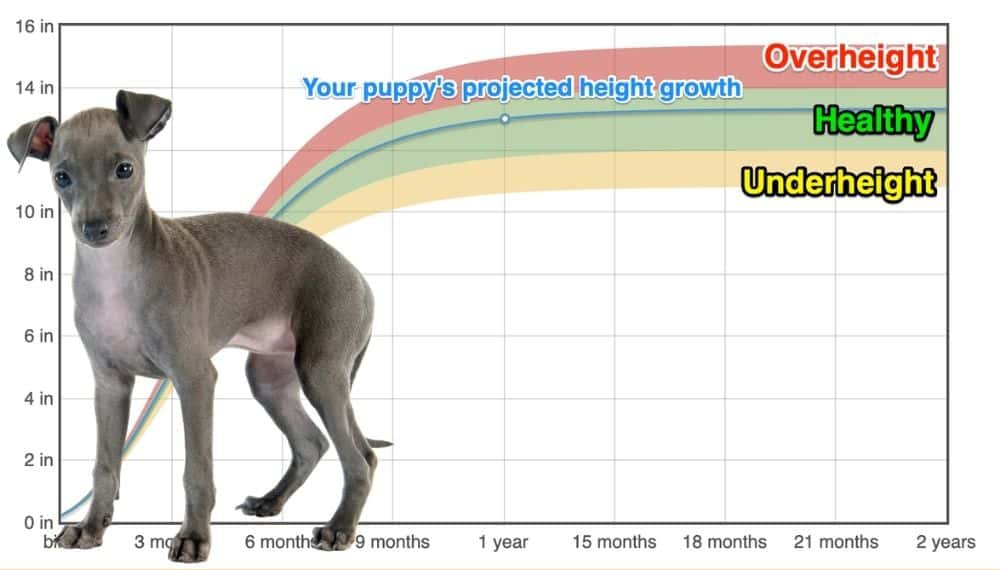 Italian Greyhound Height+Growth Chart How Tall Will My Italian